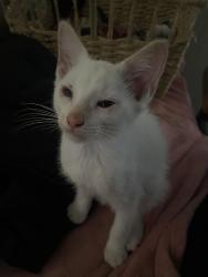 Lost Male Cat last seen Near hondo pass, El Paso, TX 79904