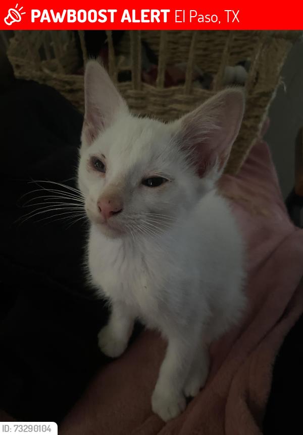 Lost Male Cat last seen Near hondo pass, El Paso, TX 79904