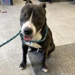 Shelter Stray Male Dog last seen , Animal Care & Control Team of Philly, 111 W Hunting Park Ave, Philadelphia, PA 19140, USA