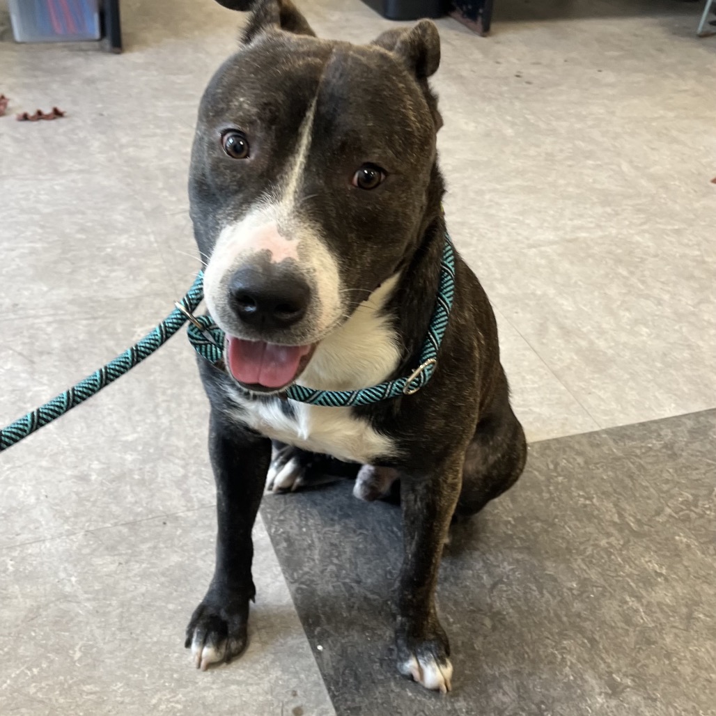 Shelter Stray Male Dog last seen , Animal Care & Control Team of Philly, 111 W Hunting Park Ave, Philadelphia, PA 19140, USA
