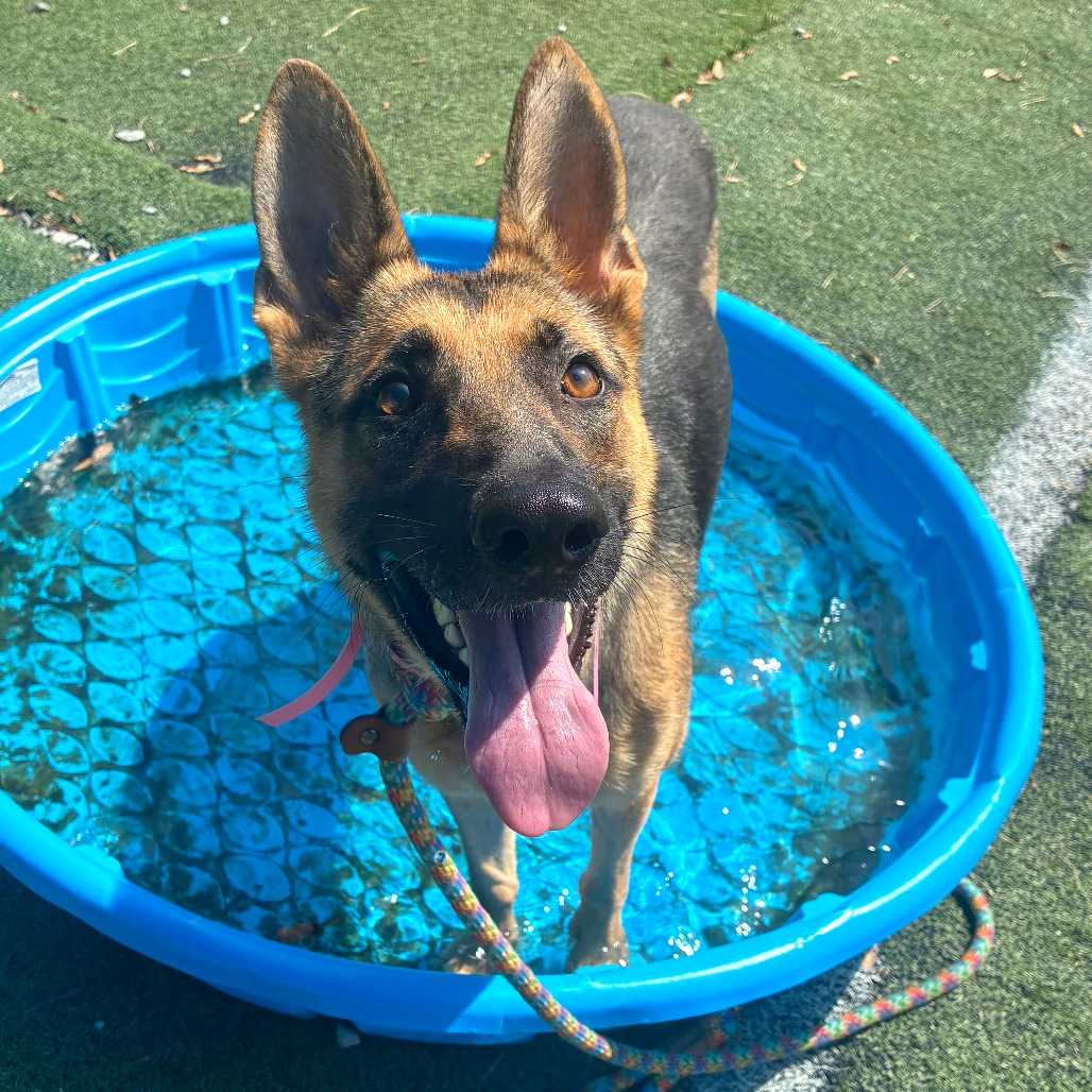 Shelter Stray Female Dog last seen , 2350 Appling City Cove, Memphis, TN 38133, USA