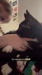 Reunited Female Cat last seen Lawndale Ave and Tacoma Ave, Rockford, IL 61103