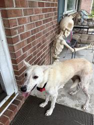 Found/Stray Female Dog last seen Parmele and Ronald, Castle Hayne, NC 28429