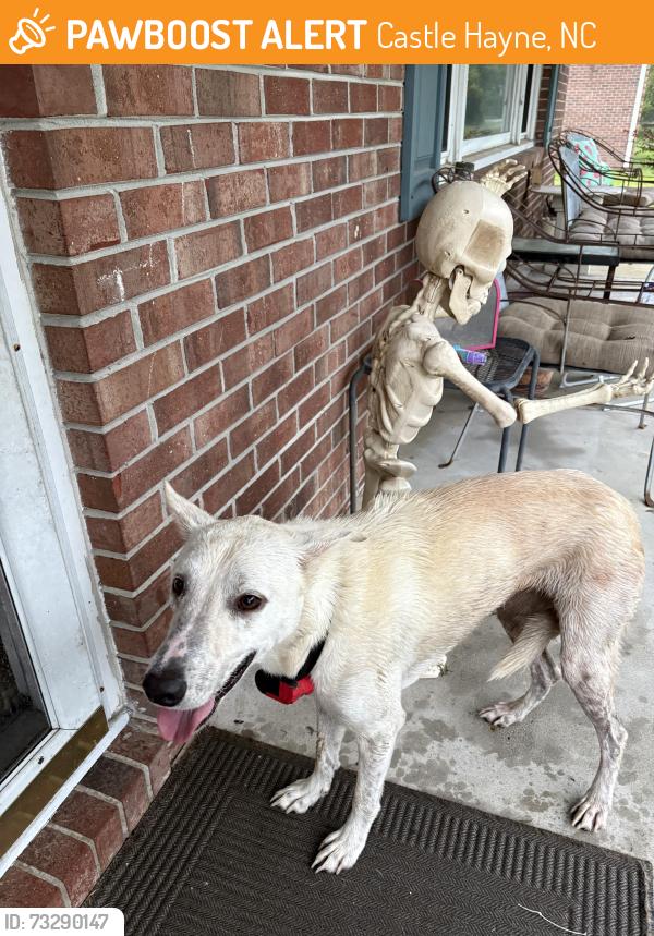 Found/Stray Female Dog last seen Parmele and Ronald, Castle Hayne, NC 28429