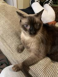 Reunited Male Cat last seen Bristol Heights apmts, Austin, TX 78754