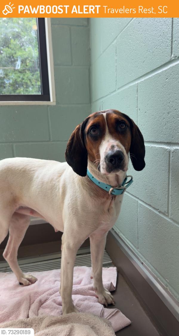 Found/Stray Female Dog last seen Macgregor orchard, Travelers Rest, SC 29690