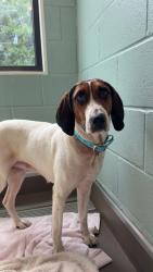 Found/Stray Female Dog last seen Macgregor orchard, Travelers Rest, SC 29690