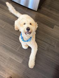 Reunited Male Dog last seen James taylor road, Moody, AL 35004