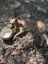 Found/Stray Female Dog last seen Talley & Potranco, San Antonio, TX 78253