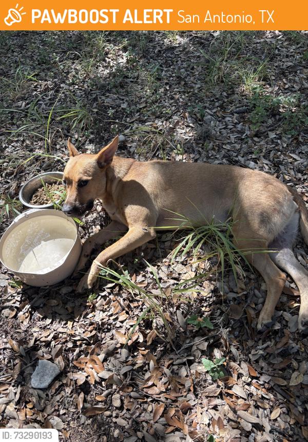 Found/Stray Female Dog last seen Talley & Potranco, San Antonio, TX 78253