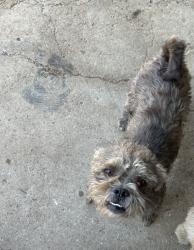 Found/Stray Male Dog last seen Villa tire shop 43rd avenue and missouri, Phoenix, AZ 85031