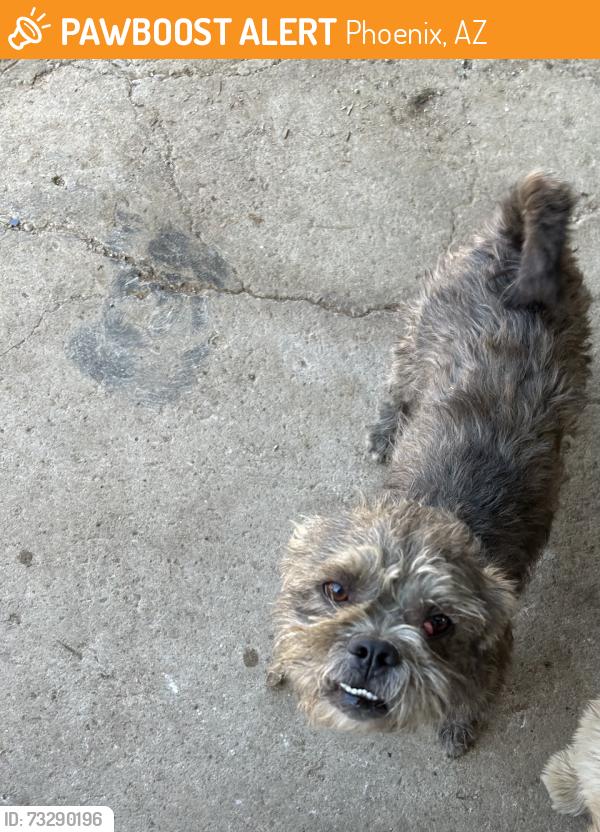 Found/Stray Male Dog last seen Villa tire shop 43rd avenue and missouri, Phoenix, AZ 85031