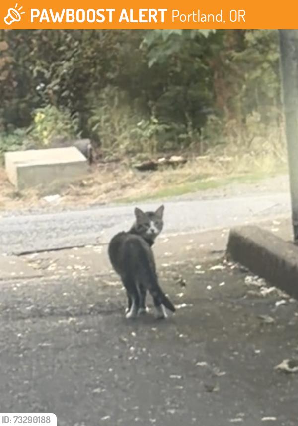 Found/Stray Unknown Cat last seen 126th and stark, Portland, OR 97233