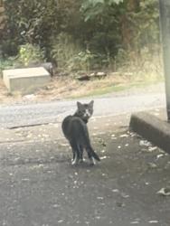 Found/Stray Unknown Cat last seen 126th and stark, Portland, OR 97233