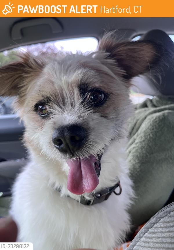 Found/Stray Male Dog last seen Garden street and capen street, Hartford, CT 06112