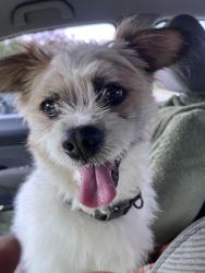 Found/Stray Male Dog last seen Garden street and capen street, Hartford, CT 06112