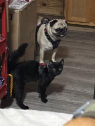 Reunited Male Cat last seen Near Prairie Ave, Lawndale, CA 90260, USA, Lawndale, CA 90260