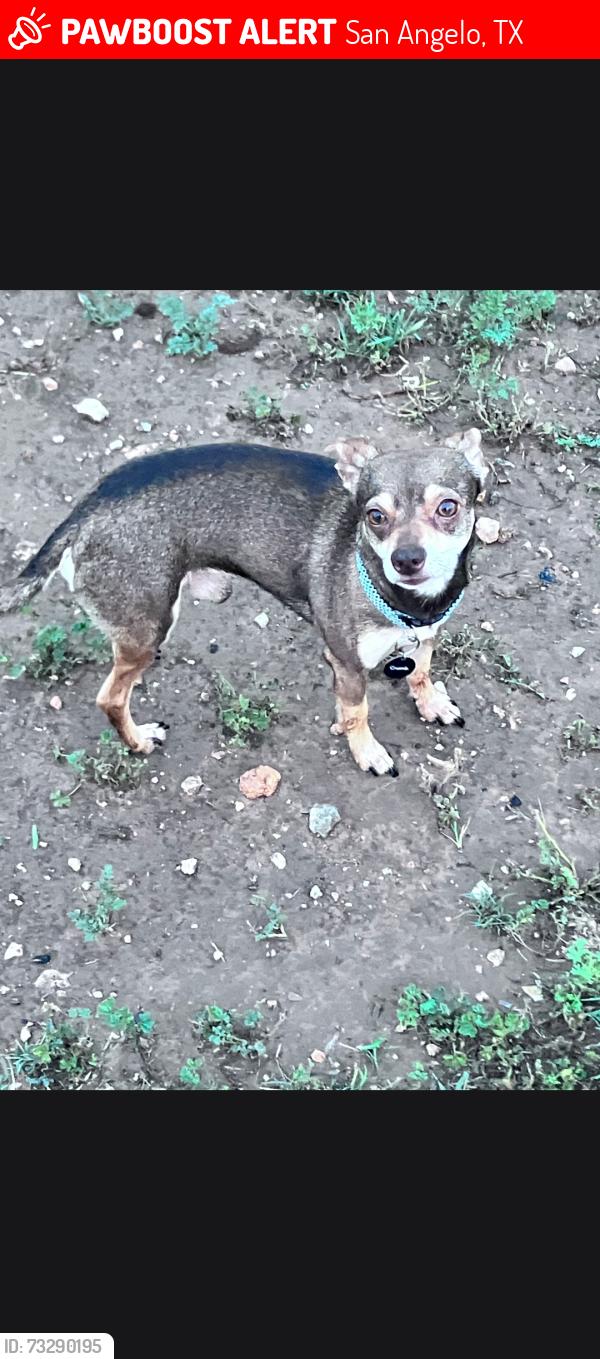 Lost Male Dog last seen Glass Rd and West Grapecreek Rd, San Angelo, TX 76901