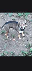 Lost Male Dog last seen Glass Rd and West Grapecreek Rd, San Angelo, TX 76901