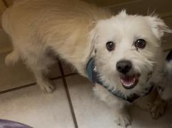Lost Male Dog last seen North Cheyenne Community Park, Cheyenne, WY 82009