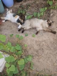 Lost Female Cat last seen Blake SW and Isleta SW, Albuquerque, NM 87105