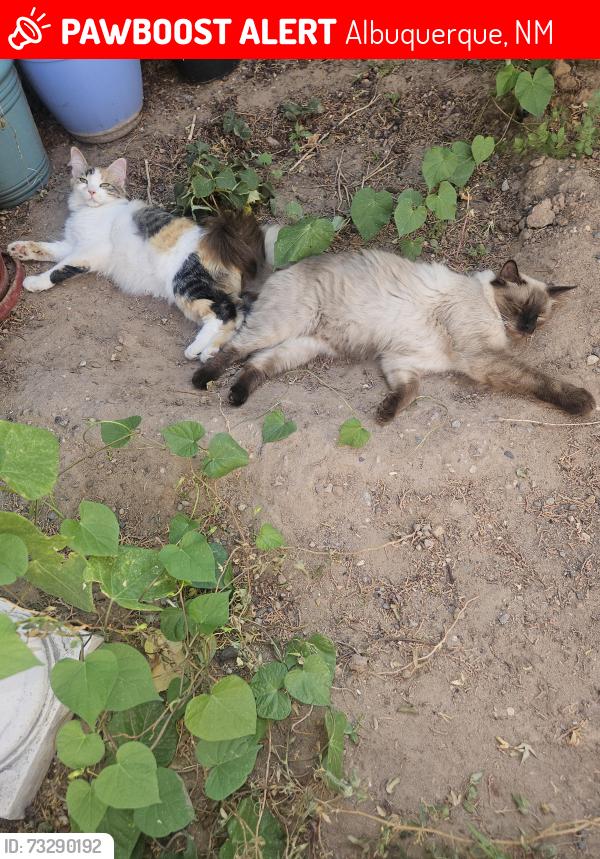 Lost Female Cat last seen Blake SW and Isleta SW, Albuquerque, NM 87105