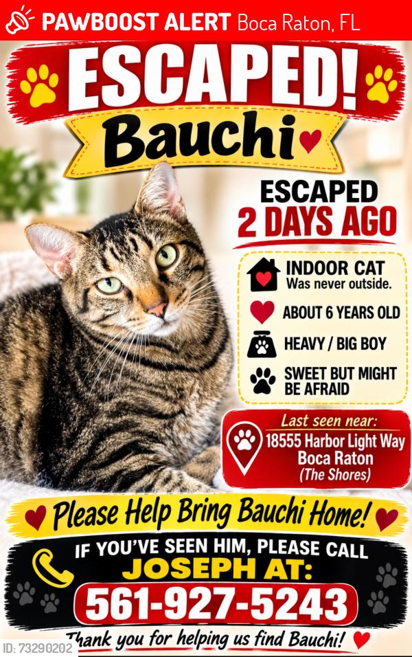 Lost Female Cat last seen Near Harbor Light Way Boca Raton Florida, Boca Raton, FL 33498