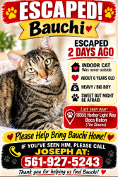 Lost Female Cat last seen Near Harbor Light Way Boca Raton Florida, Boca Raton, FL 33498