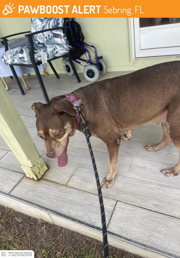 Found/Stray Female Dog last seen In front of Woodlawn Elementary School, Sebring, FL 33870