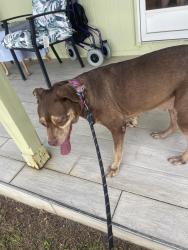 Found/Stray Female Dog last seen In front of Woodlawn Elementary School, Sebring, FL 33870