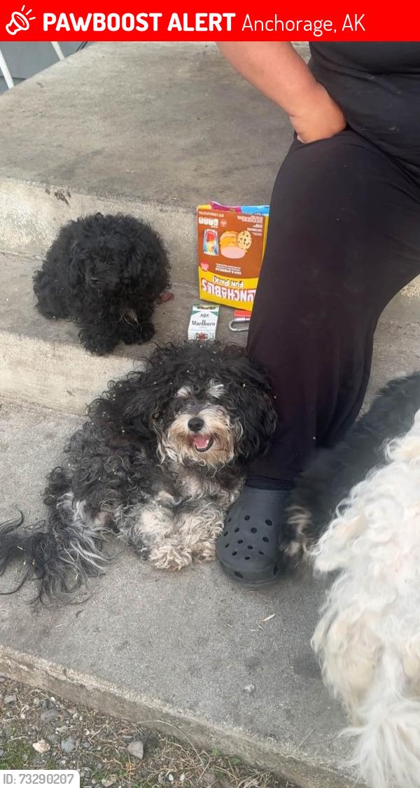 Lost Male Dog last seen Klondike Ave, Anchorage, AK 99508