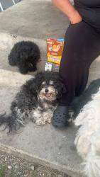 Lost Male Dog last seen Klondike Ave, Anchorage, AK 99508