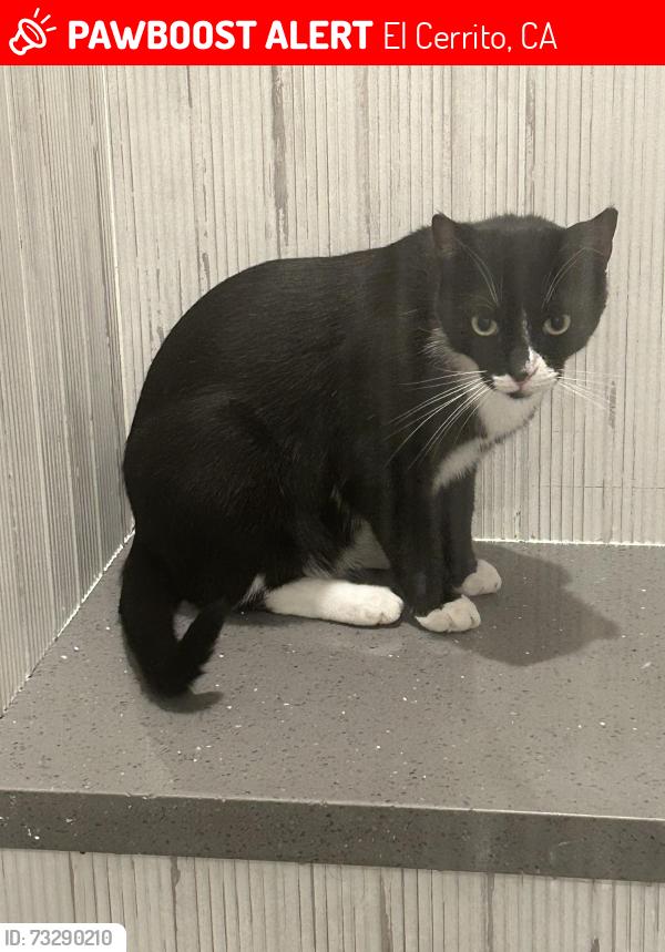 Lost Male Cat last seen Moeser Lane and Contra Costa Drive, El Cerrito, CA 94530