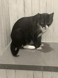Lost Male Cat last seen Moeser Lane and Contra Costa Drive, El Cerrito, CA 94530