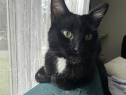 Lost Male Cat last seen Mahogany Drive and Fringe Tree, Charlotte, NC 28227