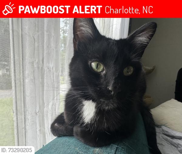 Lost Male Cat last seen Mahogany Drive and Fringe Tree, Charlotte, NC 28227