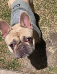 Reunited Female Dog last seen nil, Yarrabilba, QLD 4207