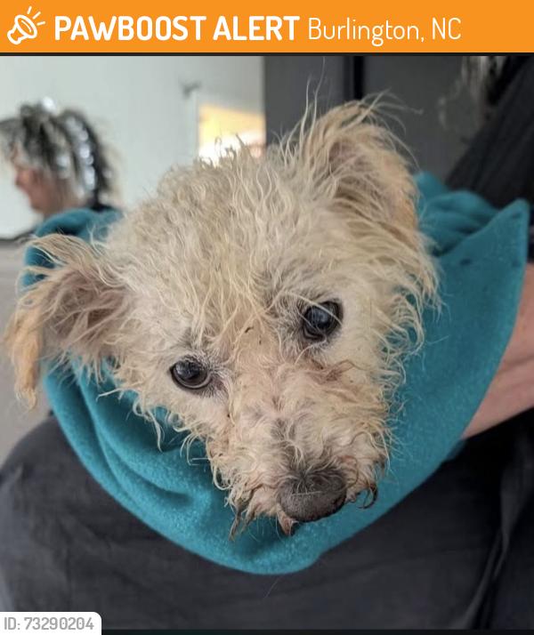 Found/Stray Male Dog last seen S. Church St. in front of fringe hair studio, Burlington, NC 27215