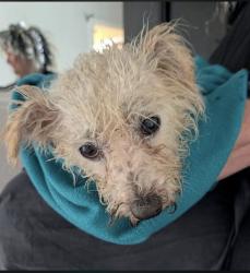 Found/Stray Male Dog last seen S. Church St. in front of fringe hair studio, Burlington, NC 27215
