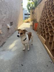 Reunited Male Dog last seen Nutwood and katella, Anaheim, CA 92804