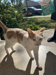 Found/Stray Male Cat last seen hmstd, Santa Clara, CA 95050
