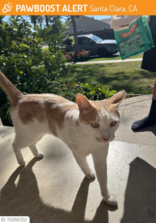 Found/Stray Male Cat last seen hmstd, Santa Clara, CA 95050