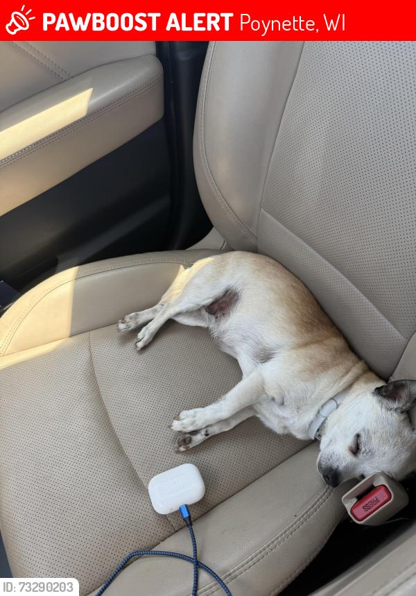 Lost Female Dog last seen Rv loves, Poynette, WI 53955