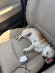 Lost Female Dog last seen Rv loves, Poynette, WI 53955