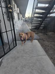 Reunited Female Dog last seen Sahara and S. Van Patten, Las Vegas, NV 89109