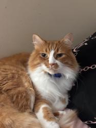 Reunited Male Cat last seen Central entrance,, Duluth, MN 55805