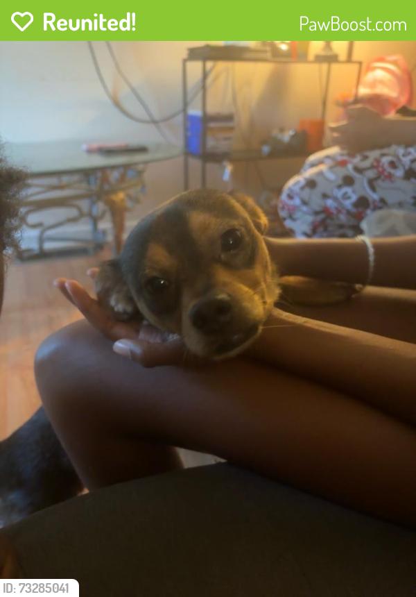 Reunited Male Dog last seen Wachovia St, Winston-Salem, NC 27101, USA, Winston-Salem, NC 27101