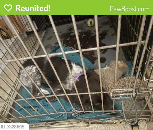 Reunited Male Dog last seen Lower Roswell, Cobb County, GA 30068
