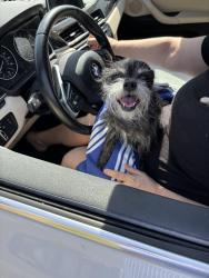 Found/Stray Unknown Dog last seen Thistle ridge st Elmo, Bartlett, TN 38135