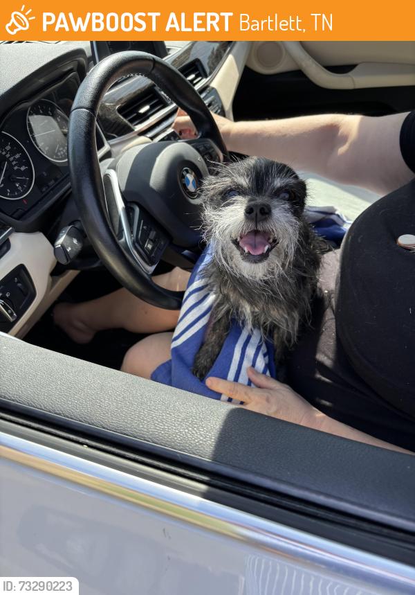Found/Stray Unknown Dog last seen Thistle ridge st Elmo, Bartlett, TN 38135